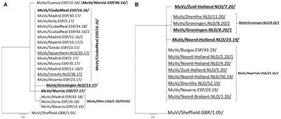 Comparison of circulation patterns of mumps virus in the Netherlands and Spain (2015–2020)